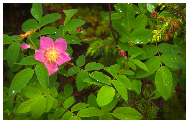 Prickly rose Rosa acicularis by Robert Berdan ©