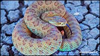 Prairie rattle snake, Red Rock Coulee, AB by Robert Berdan