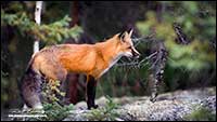 Red Fox Northwest Territories by Robert Berdan