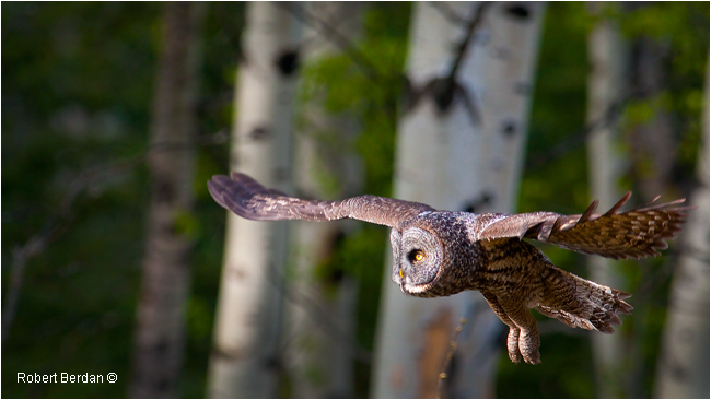 Great Gray Owl in Flight by Robert Berdan 