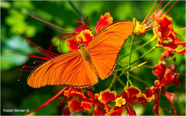 Butterfly by Robert Berdan 