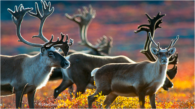 Barren land caribou by Robert Berdan 