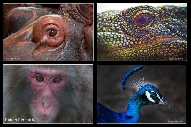 Animal eyes by Robert Berdan ©