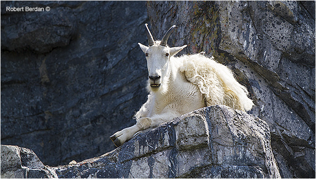 Mountain Goat Calgary Zoo by Robert Berdan ©