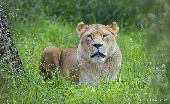 Lioness at the Calgary Zoo by Robert Berdan ©