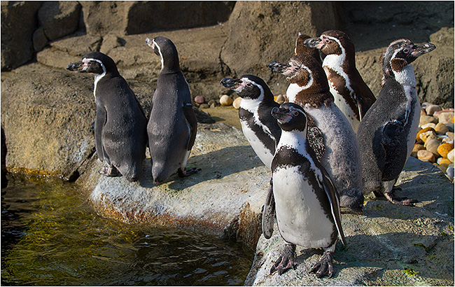 Penguins Calgary Zoo by Robert Berdan  ©