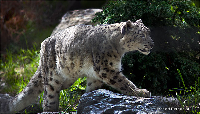 Snow Leopard Calgary Zoo by Robert Berdan ©