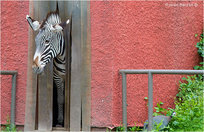 Zebra by Robert Berdan ©