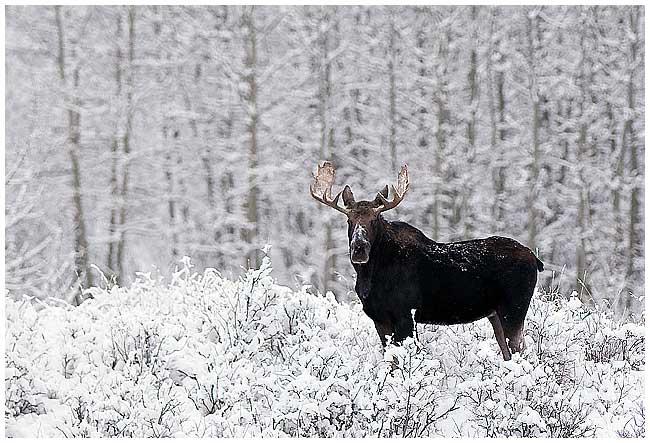 Bull moose by Robert Berdan ©