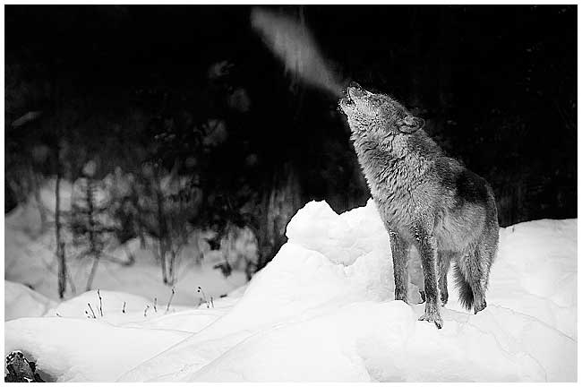 Wolf howl in winter by Robert Berdan ©
