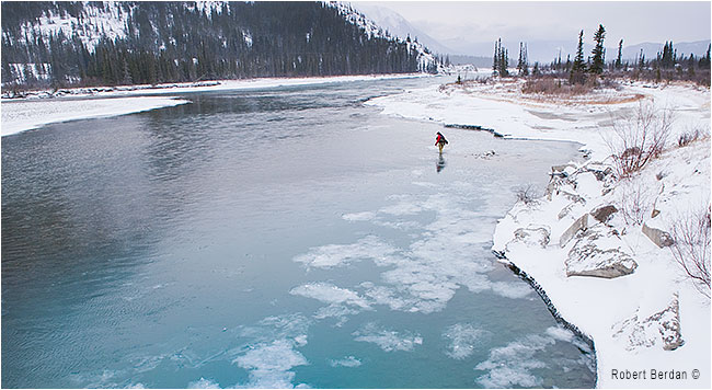 Fly fishing Athabasca river by Robert Berdan ©