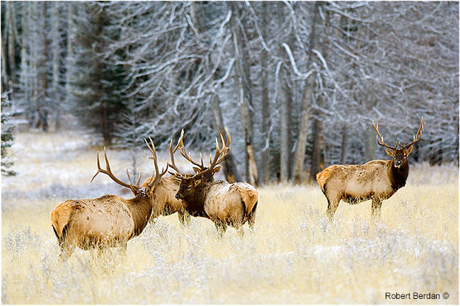Elk - Waputi in Banff National Park in winter by Robert Berdan ©