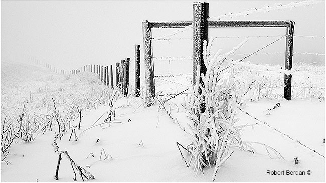Fence in winter by Robert Berdan ©