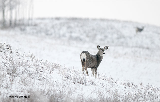 Female mule deer in winter by Robert Berdan 
