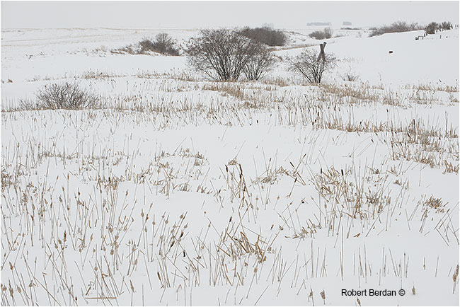 Cattails in winter field by Robert Berdan 