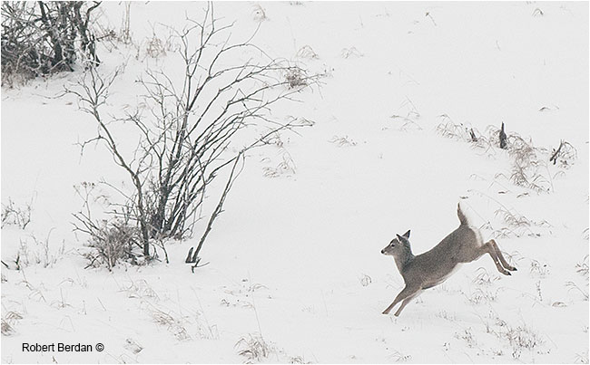 white tail deer leaps through the snow by Robert Berdan 