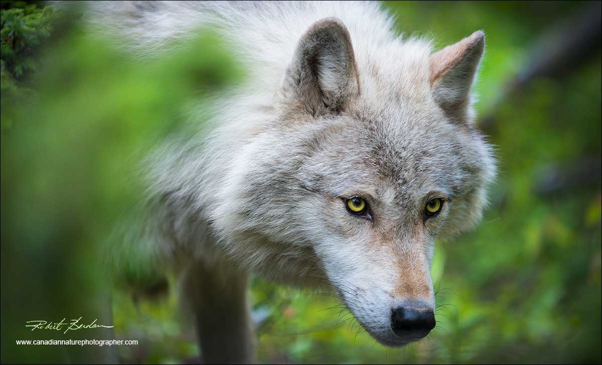 Head shot of wolf by Robert Berdan ©