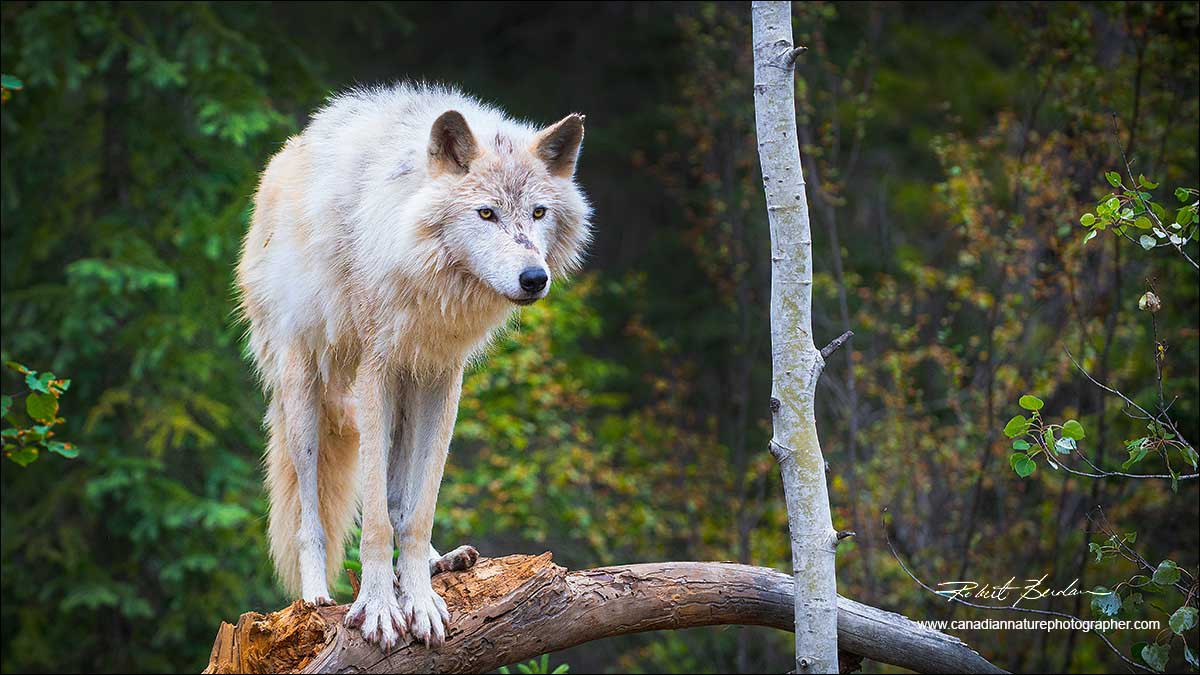 Wolf on branch by Robert Berdan ©