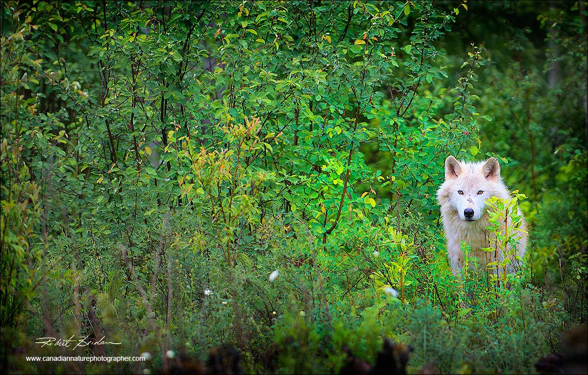 Wolf looking out of the bush by Robert Berdan ©
