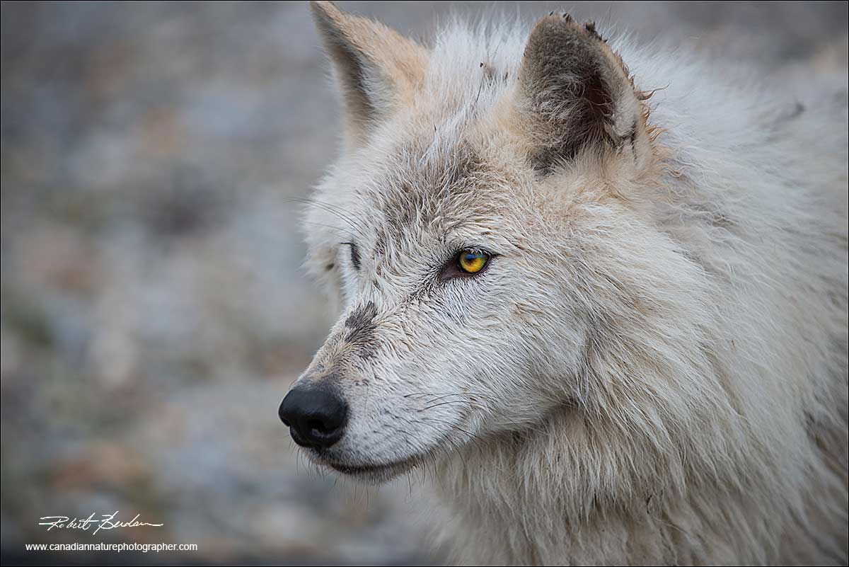 Head shot of a white wolf by Robert Berdan ©