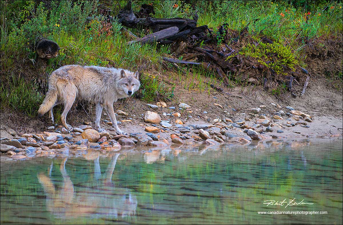 Wolf and reflection in river by Robert Berdan ©