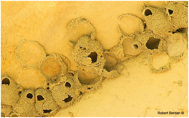 Mud swallow nests Wirting-on-Stone provincial park, Alberta by Robert Berdan ©